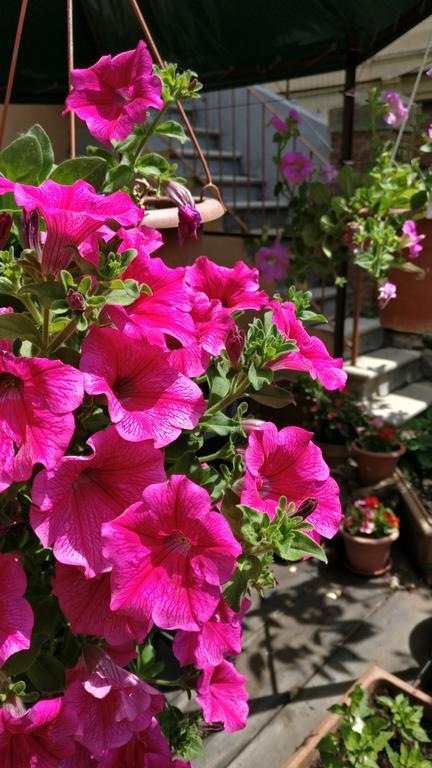 La Chicca B&B Siena Kültér fotó